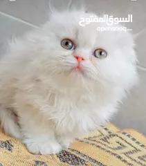  1 Scottish fold long hair  48days ..