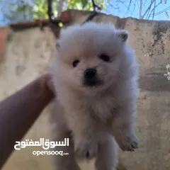  5 بوميريان للبيع