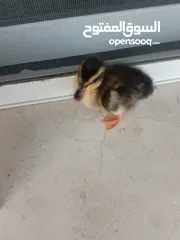  6 بطة صغيره مدجنه للبيع مثاليه للتربية و الهواية صحتها ممتازه و نظامها الغذائي الصحي و متوازن متو