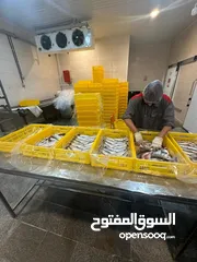  8 frozen fish اسماك مجمدة