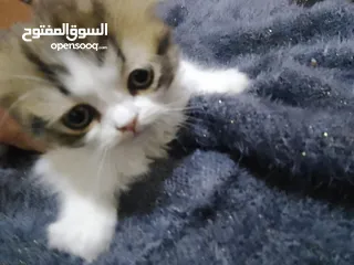  5 قطتين أنثى و ذكر