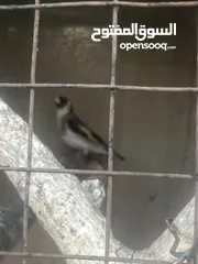  1 طيرت حسون فل زي القلم