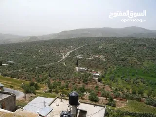  3 ارض للبيع في نابلس - طلوزة  نمرتين 2 دونم  تابع اراضي طلوزة