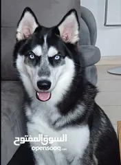  2 Pure, siberian Husky for adoption