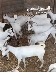  2 اغنام للبيع