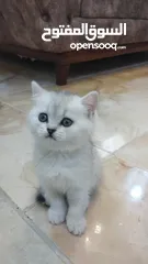  5 سكوتش ستريت وny11