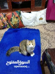  4 قطة مكس حامل من قط شيرازي للتبني