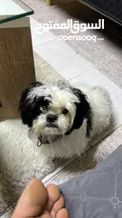  3 “Sweet & Playful 9-Month-Old Shih Tzu Puppy Looking for a Loving Home!”