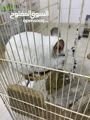  2 شينشيلا Chinchilla
