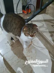  2 scottish fold for adoption