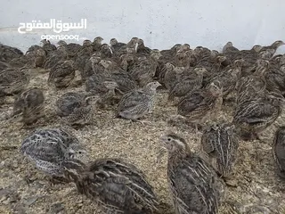  3 متوفر لدينا  فري (السمان) ذبخ +بياض