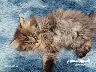  3 قطط مكس شانشيلا وهمالايا