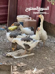  1 جوز وز مع صيصان للبيع او للبدل