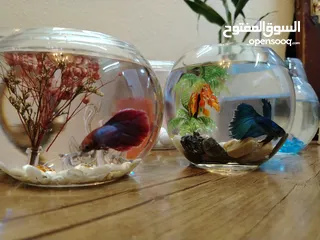  3 "جديد روح تنسيق أنيق لحوض الفايتر مع ناعورة وأحجار زينة طبيعية"