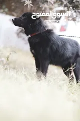  7 جيرمن شيبرد رويال بلاك