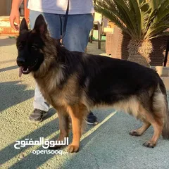  2 كلاب جيرمن شيبرد وجولدن ريتريفر مدربين وغير مدربين