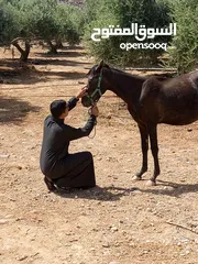  3 حصان عربي  العمر ثلاث سنوات