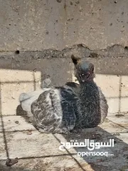  8 جواز الكوم عل 13 اجوز القطع كل اشي بسعرو