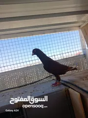  1 شكلي احمر طير زق
