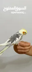  1 كوكتيل اليف لون رائع للبيع