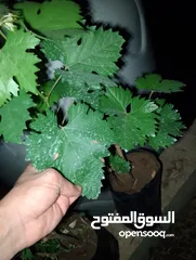  4 "دوالي عنب بدينار – شتلات جاهزة للزراعة