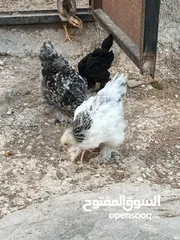  7 فراخ دجاج براهمي جميع الانواع البزرة الاصليه وباكستاني ماخذات جميع المطاعيم