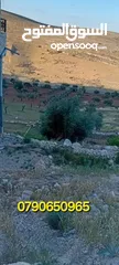  2 ارض للبيع في منطقه رجم الشوك مساحة الارض 3 دنوم و700 متر قوشان مستقل يوجد فيها بيت طابقين جاهز للسكن