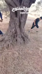  9 قطعة لرض للبيع