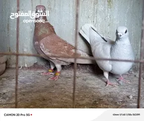  13 للبيع جواز منتجة