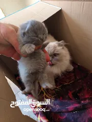  2 قطه سكوت برطاني