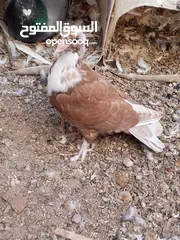  4 كوم حمام حوالي من 35 إلى 40 طير  للبيع
