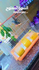  1 طير روز في اربد بيت راس السعر 16 مع القفص الموقع بيت راس  طير روزززز............... ........ ... .