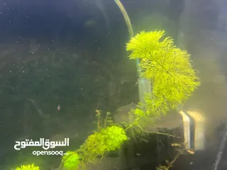  4 Aquarium with breeding fishes