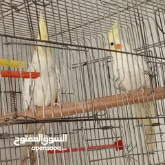  1 حبتين كوكتيل.   وما بعض..وهاديات مع قفص اربع معالف