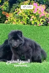  3 male and female German sheprd puppies long hair top level