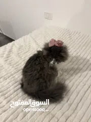  2 قطة شيرازي 5 اشهر - 5months  persian cat
