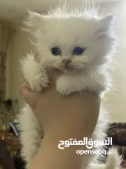  5 كتن للبيع مكس بلصلاه ع النبي جاهزات لبيتهم الجديد متعودات ع الدراي فود واللتر بوكس والبيع لغيرالتجار