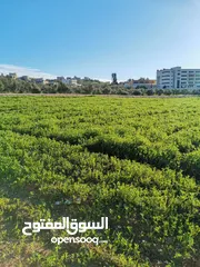  2 أرض سكنية للبيع في مرج الحمام - قرب الترخيص من المالك مباشرة