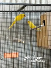  2 جوز درة لاتينو عين حمرا جاهز