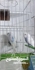  10 اللبيع 3جواز حب اللبيع اربد دوار صحاره مع 3كواخ وقفص 3معالف