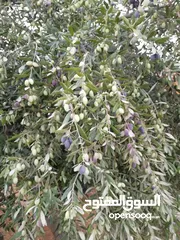  22 مزرعة مع بيت لقطة للبيع