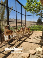  35 مزرعه الريان عمان منطقة ناعور تبعد 15 دقيقه عن الدوار السابع