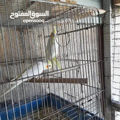  6 كوكتيل لاتينو شغال