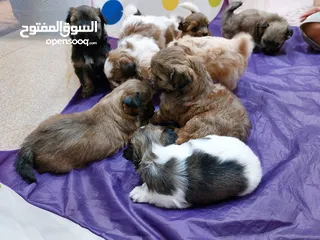  2 كلاب حجم صغير مابكبر