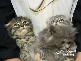  8 قطط سكوتش فولد مكس للبيع عدد 2 ذكر 1 انثى