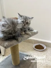  3 كتن للبيع بسعر مغري