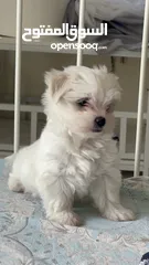  5 Maltese puppy’s available