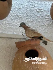  2 للبيع زيبرا دوف الجنس غير معروف