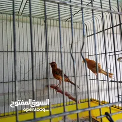  1 جوز كنار نخب النخب