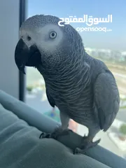  2 African Grey Parrot for Adoption